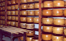 [Foto: forme di parmiggiano]